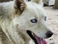 Husky Hündin Jenna sucht ihre Menschen - Leonberg (Baden-Württemberg)