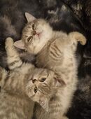 Knuffige Britisch Kurzhaar Kitten 2 frei in 18230