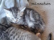 BKH/Ägyptische Mau Mix Kitten ab 01.07 abgabebereit - Voerde (Niederrhein) Zentrum