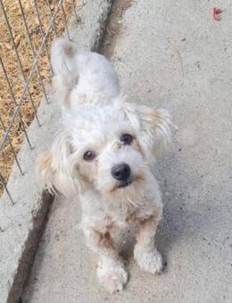 YUKI sucht ihre Familie - Leonberg (Baden-Württemberg)