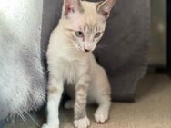 Babykatzen - Faulbach