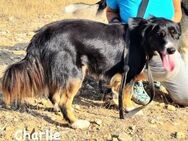 Herzenshund Charlie sucht Zuhause - Bergkirchen