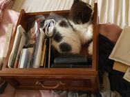 3 Persermix Kitten Dalatiner - Oberderdingen