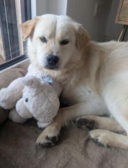 Cindy 💗 wartet in 12529 Schönefeld - Hamburg