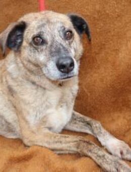 BALOU sucht sein Glück - Sulzfeld (Baden-Württemberg)