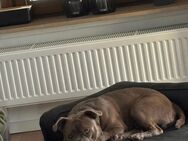 Old English Bulldog - Nauort