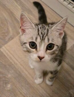 Ich biete 4 BKH kitten an - Detmold