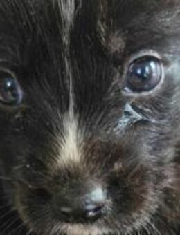 Lula ist ein süßes Fellknäuel 🐾 - Elsdorf (Nordrhein-Westfalen)