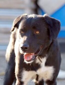 Liebenswerter Jack sucht sein Zuhause! - Krefeld