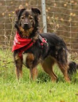 Romina - sanfte liebevolle Hündin - Tettau (Bayern)