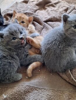REINRASSIGE BKH KITTEN - Salzgitter
