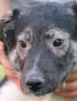 Scooby - sehr zutraulich u. lieb - Lohra