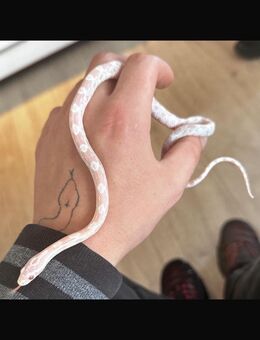 Schlange Kornnatter Albino Snow zu verkaufen - Büdingen