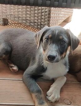 Labrador Mischling - Vaihingen (Enz) Zentrum