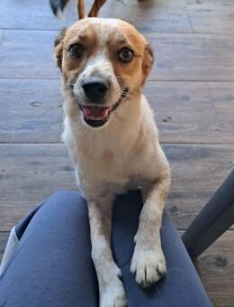 💚Freundlicher Junghund Bibi💚 - Eislingen (Fils)