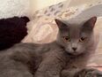 katze zu verkaufen britisch kurzhaar in 38444