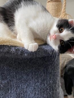 Kitten suchen ein neues Zuhause - Eppendorf