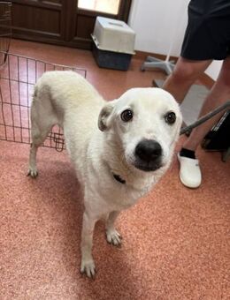 Chance - katzenverträglich - Dreikirchen