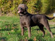 Labrador Deckrüde - Griefstedt