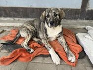 Etta - Verspielte Junghündin - Berlin