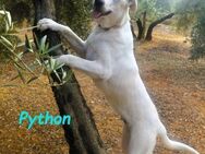 Python verspielter Junghund 10/23 ESP PS - Ruppertsecken
