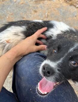 💜Putziges Hundemädchen Posie💜 - Eislingen (Fils)