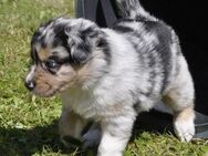 Australian Shepherd Welpen mit ASCA Papieren suchen das perfekte Zuhause - Wanderup