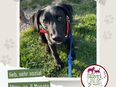 Liebevoller schwarzer Labrador Mix sucht ein zu Hause in 72622