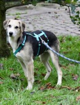 Geben Sie Bellino eine Chance? - Neuss