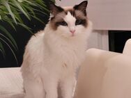 Reinrassige Ragdoll Katze - Gerolsbach