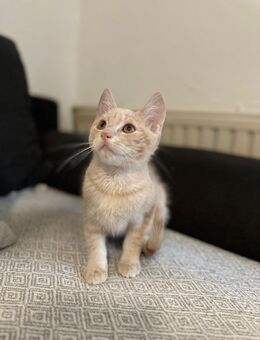 Katzenbabys zu verkaufen - Dortmund Alt-Scharnhorst