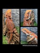 No.4 High Red Blue Bartagame male (pogona vitticeps) NZ April 2025 in 22175