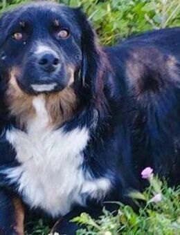 Neila - Püppi sucht Zuhause! - Alfeld (Leine)