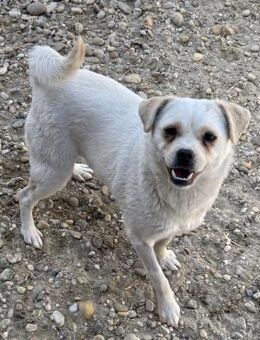 GOMB - MUSSTE AN DER KETTE LEBEN - Nörten-Hardenberg