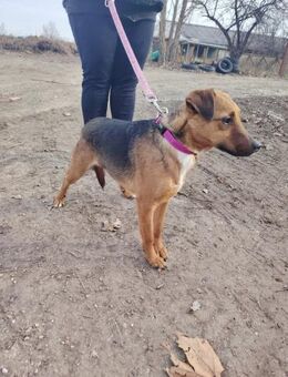 Dylan ist ein lieber, freundlicher Rüde - Dortmund