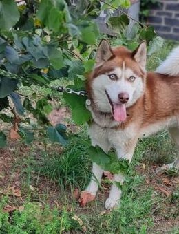 Husky Yar 💖 - Mylau