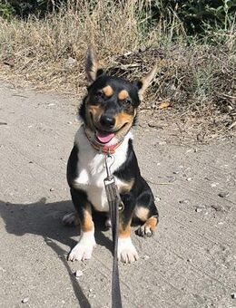 Kleiner Papo mit großem Herz sucht dich - Grevenbroich