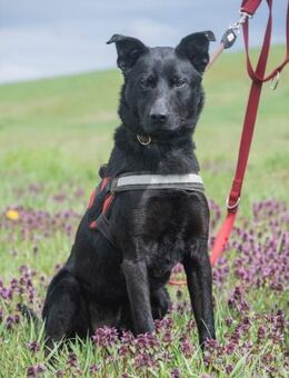 NOEL-SI schöner Mann möchte ins Leben - Neustadt (Rübenberge)