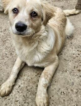 FADO sucht seine Familie - Weilheim (Oberbayern)