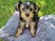 Yorkshire Terrier Welpen - Rülzheim