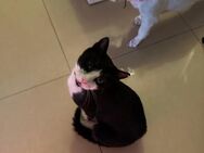 Olly aus dem Tierschutz - Grevenbroich