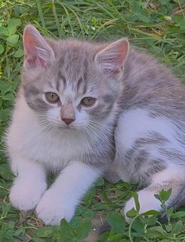 Kitten Katzenbabys Katze Kater Katzen - Salzgitter