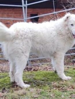 NEBBIA - fröhlich, intelligent, sozial💕 - Marienfließ