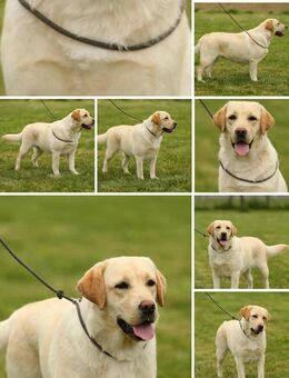 Labrador Hündin (reinrassig )abzugeben - Goslar