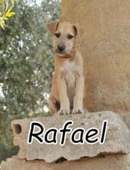 RAFAEL versucht sein Glück 🍀 - Essingen (Rheinland-Pfalz)