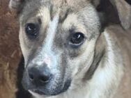 Amadeus ist so verkuschelt 🐾 - Elsdorf (Nordrhein-Westfalen)