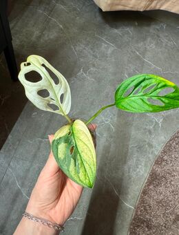 Monstera Adansonii albo variegata Pflanze - Buttstädt Zentrum