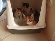 Katzenbabys abzugeben - Hattersheim (Main)