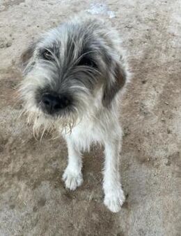 Hübsche FLUSE sucht liebes Zuhause - Neuberg