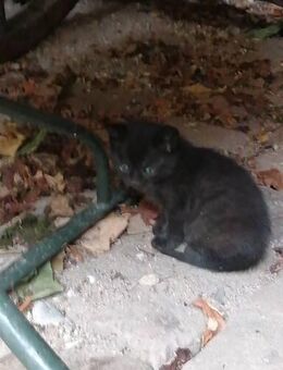 Katze / Kitten - Heidelberg